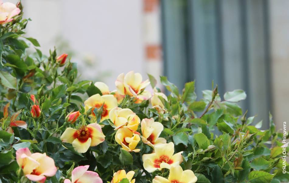 ©SUNFLOR - Primavera